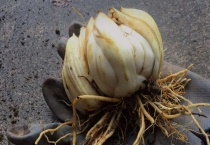 百合鳞茎和种球是什么？