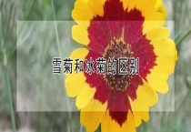 雪菊和冰菊的区别？
