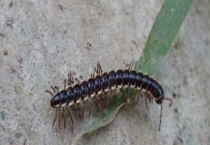 山蛩虫怎么消灭？为什么臭 会咬人吗？