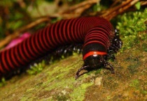 马陆虫会爬到床上吗？