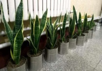 虎皮兰喜欢酸性还是碱性