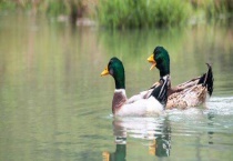 野鸭为什么会飞