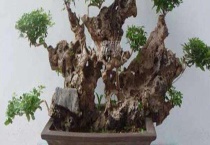 黄荊生桩用纯沙行吗？