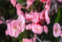 花中君子是哪四种花