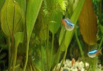 红绿灯鱼的寿命多长？吃什么食物 附养殖环境