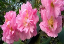 芙蓉花和木槿花有什么不同 附芙蓉花和木槿花简介