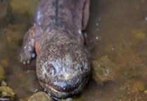 吃娃娃鱼犯法吗？子二代是什么意思