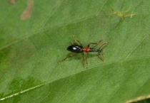 甘薯蚁象怎么杀死