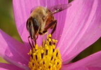 蜜蜂秋繁时间农历什么时候 附秋繁的目的