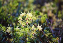 铁皮石斛的花能吃吗？