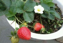 盆栽草莓冬天在家怎么养