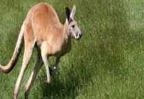 袋鼠的尾巴有什么作用？主要的种类有哪些？