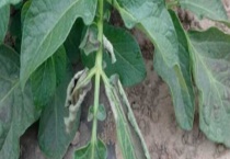 马铃薯叶枯病的防治方法 附危害症状和发生特点