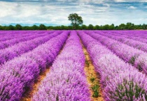 驱赶苍蝇的植物有什么？