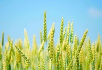 小麦怎样管理才能高产