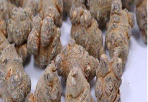 田七多少钱一斤 附种植前景和功效禁忌