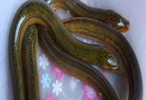 黄鳝亩产量一般多少斤 如何提高产量