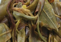 普洱生茶和熟茶的区别？ 详细介绍