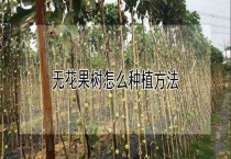 无花果树怎么种植多久？