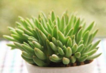 肉肉掉叶子是什么原因？