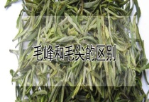 毛峰和毛尖的区别？
