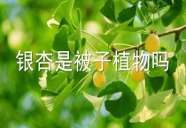 银杏是被子植物吗？