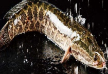 黑鱼的习性特点 它是世界上最脏的鱼吗？