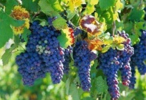 葡萄属于灌木吗？