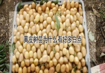 黄皮树苗为什么有好多白点