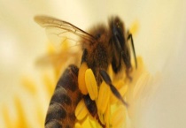 怎么快速解除分蜂热 附更换蜂王的意义