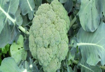 西蓝花和菜花有什么不同 从叶子、果实、营养价值、吃法上区分