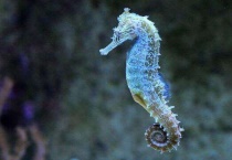 海马和鲸鱼是哺乳动物吗？