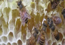 中蜂介王成功有什么表现 主要有以下四种表现