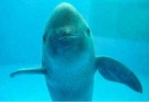 白鳍豚如何养殖