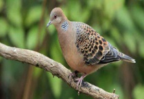 斑鸠是保护动物吗 有哪些种类