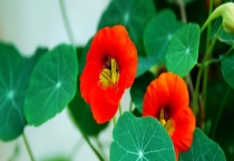 花传播种子的方式有哪些 主要有以下四种