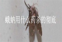蛾蚋用什么药杀的彻底