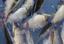 如何钓黑坑刚放的鲤鱼 钓鲤鱼有哪些饵料配方