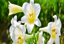 百合的繁殖方法 具体怎样操作