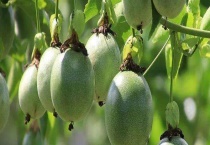 鸡蛋果和百香果的区别？ 附常见的鸡蛋果种类