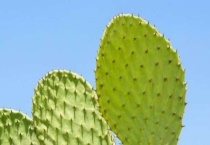 像仙人掌一样的植物