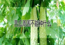 苦瓜周围不能种什么？