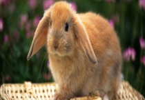 夏季如何给兔子降温？主要有以下几个多久？