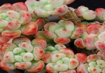 多肉的花要剪掉吗？