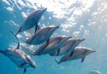 鲸鱼的繁殖方式 附鲸鱼的特点