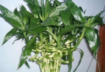 水培转运竹发黄怎么办？