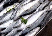 鲅鱼是深海鱼吗 鲅鱼的种类