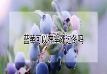 蓝莓可以在室外过冬吗？