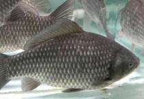 养鲫鱼怎么养才不死