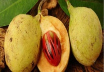 草蔻和肉豆蔻有什么不同 该怎么种植肉豆蔻